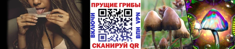 Псилоцибиновые грибы MAGIC MUSHROOMS  blacksprut сайт  Егорьевск 